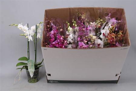 Горшечные цветы и растения оптом Phal Mf Gem 8 Kl 2 Branches 30+zwaar Vertakt от 12шт из Голландии с доставкой по России