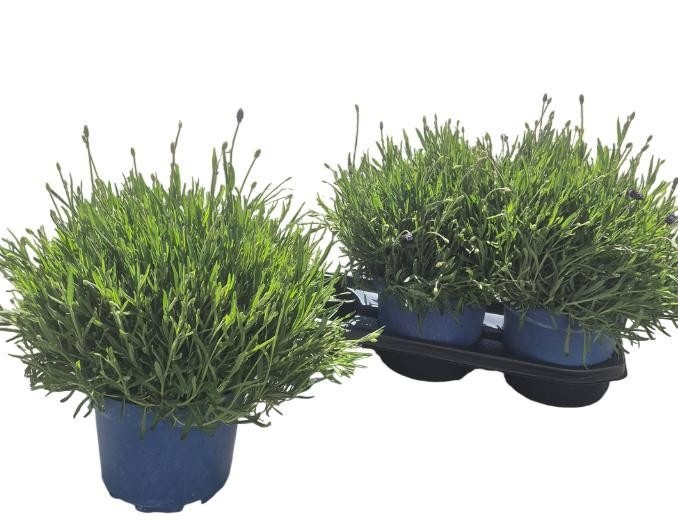 Горшечные цветы и растения оптом Lavan An Hidcote от 3шт из Голландии с доставкой по России