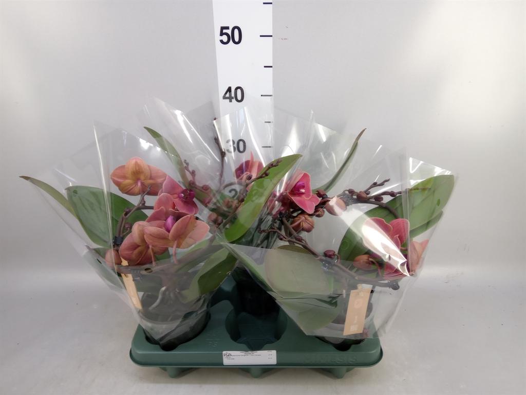 Горшечные цветы и растения оптом Phalaenopsis muse Orange от 3шт из Голландии с доставкой по России