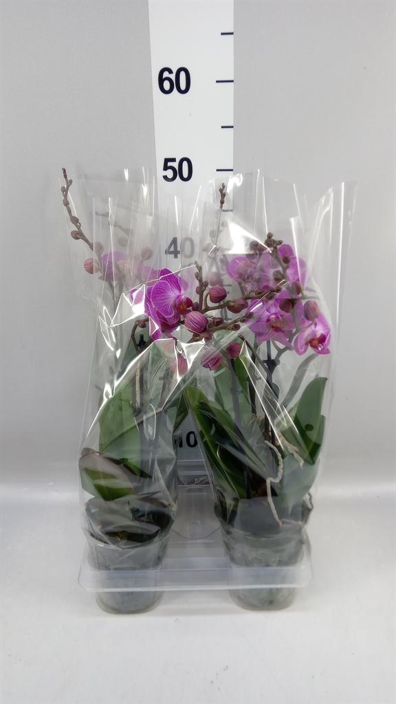 Горшечные цветы и растения оптом Phalaenopsis Multi. ...lilac от 4шт из Голландии с доставкой по России