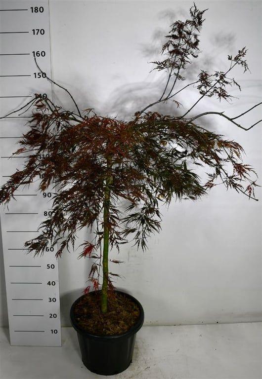 Горшечные цветы и растения оптом Acer Palm Tamukeyama On Stem от 1шт из Голландии с доставкой по России