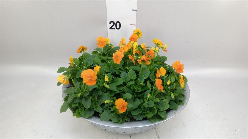 Горшечные цветы и растения оптом Viola Corn. sorbet Xp Orange от 1шт (для телеги) из Голландии с доставкой по России