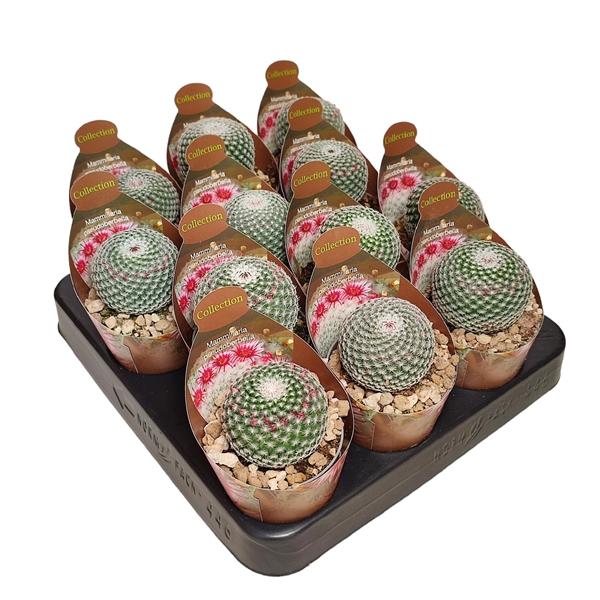 Горшечные цветы и растения оптом Mammillaria Pseudoperbella Potcover от 12шт (для телеги) из Голландии с доставкой по России