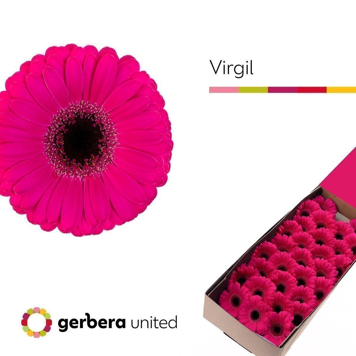 Срезанные цветы оптом Germini virgil+ от 60шт из Голландии с доставкой по России