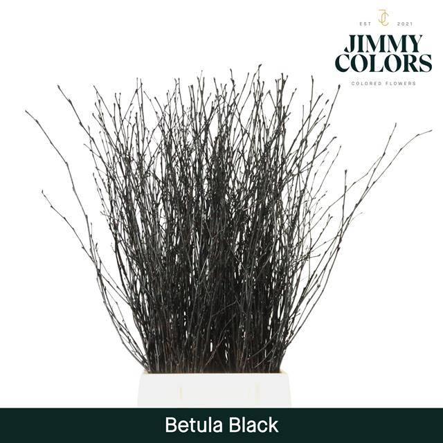 Срезанные цветы оптом Betula paint black от 10шт. из Голландии с доставкой по России
