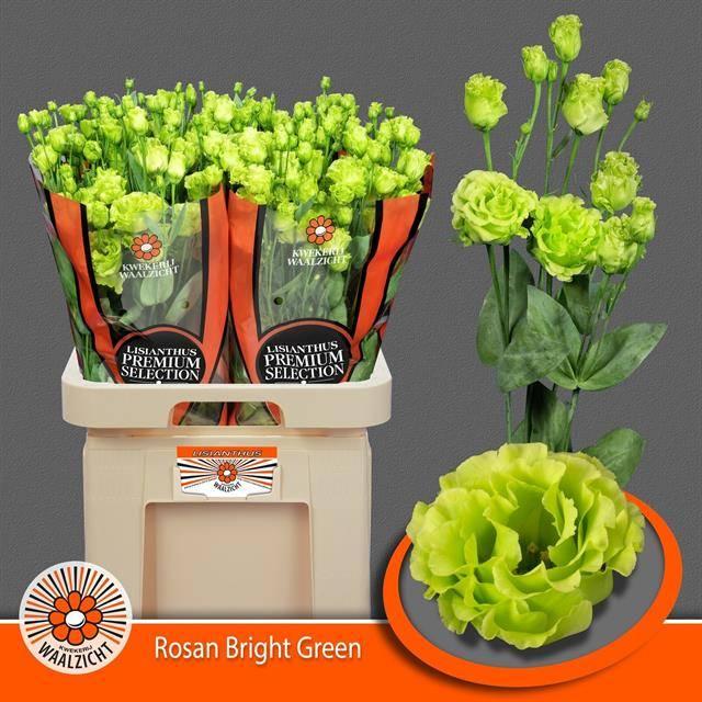 Срезанные цветы оптом Lisianthus do rosanne bright green от 40шт из Голландии с доставкой по России