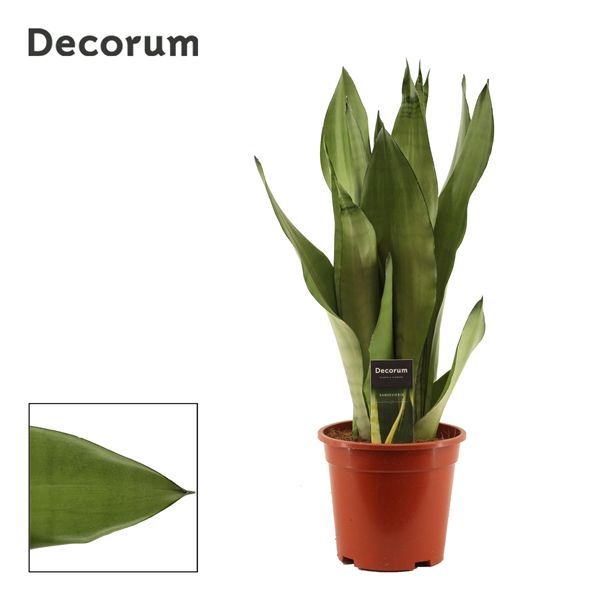 Горшечные цветы и растения оптом Sansevieria Moonshine (decorum) от 4шт из Голландии с доставкой по России