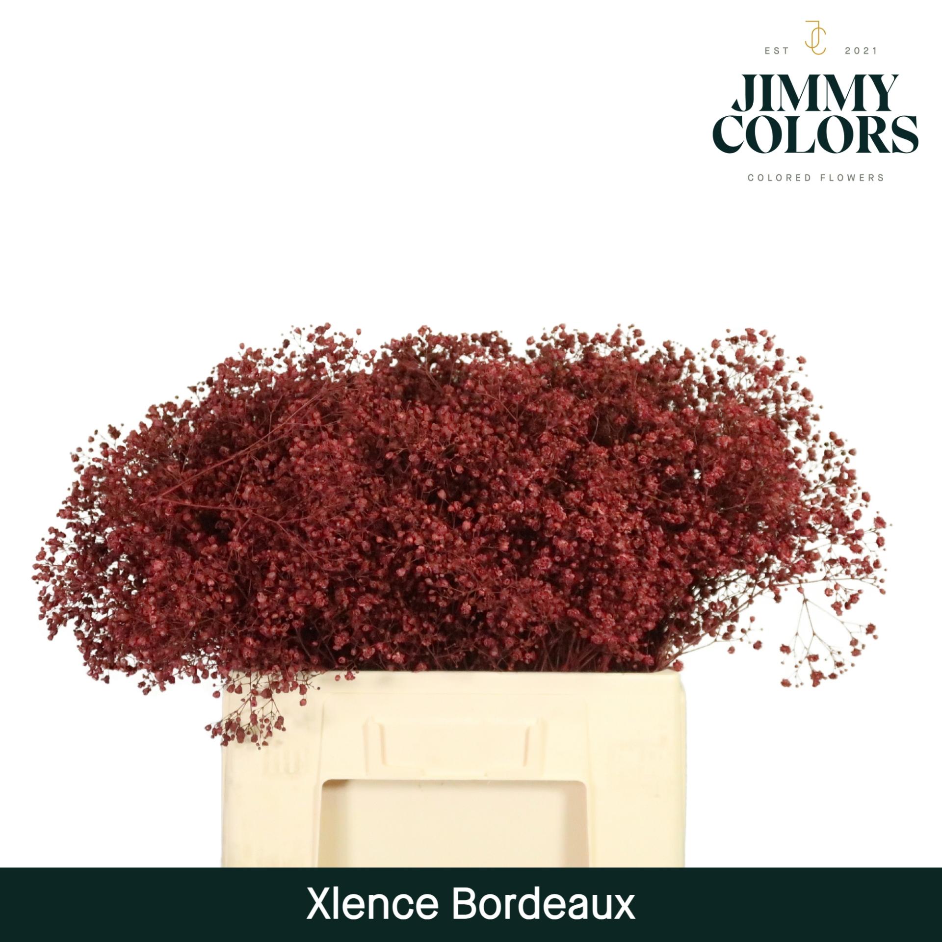 Срезанные цветы оптом Gyps large paint bordeaux от 25шт из Голландии с доставкой по России