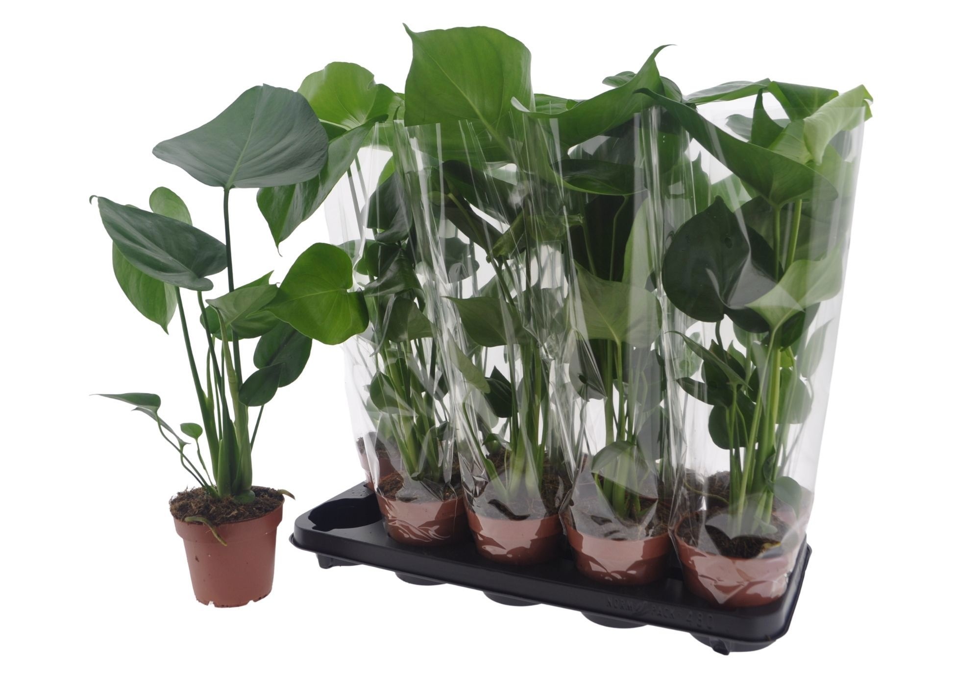 Горшечные цветы и растения оптом Monstera Deliciosa от 10шт из Голландии с доставкой по России Горшечные цветы и растения оптом Monstera Deliciosa от 10шт из Голландии с доставкой по России