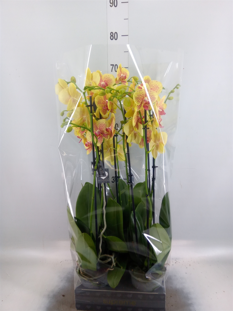 Горшечные цветы и растения оптом Phalaenopsis   ...yellow от 5шт из Голландии с доставкой по России