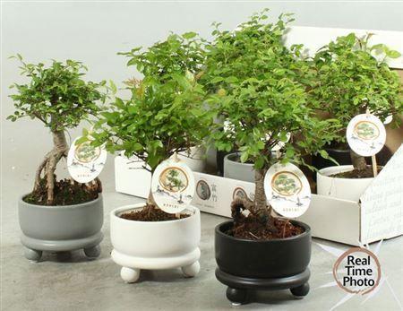 Горшечные цветы и растения оптом Bonsai Gem Deco Ceramic от 9шт из Голландии с доставкой по России