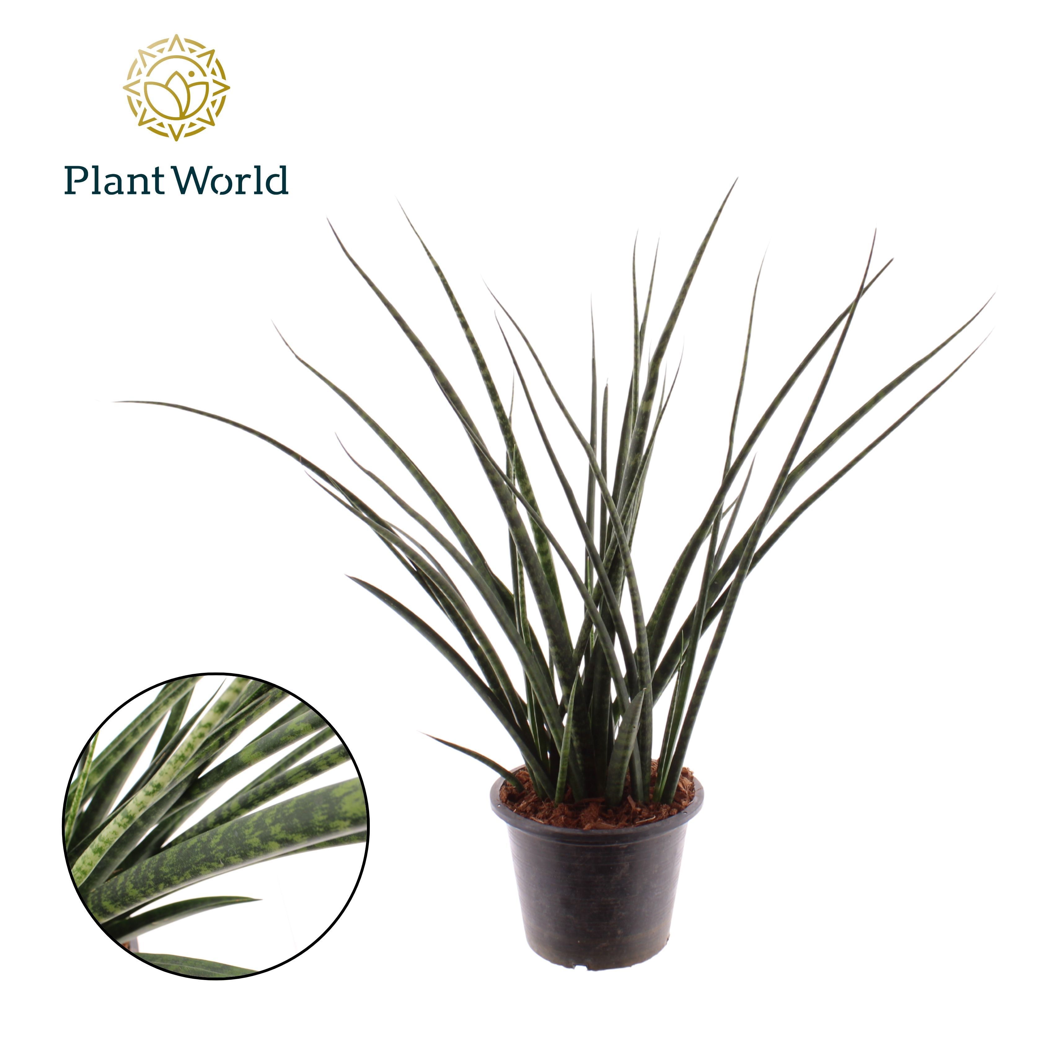 Горшечные цветы и растения оптом Sansevieria Fernwood от 5шт из Голландии с доставкой по России