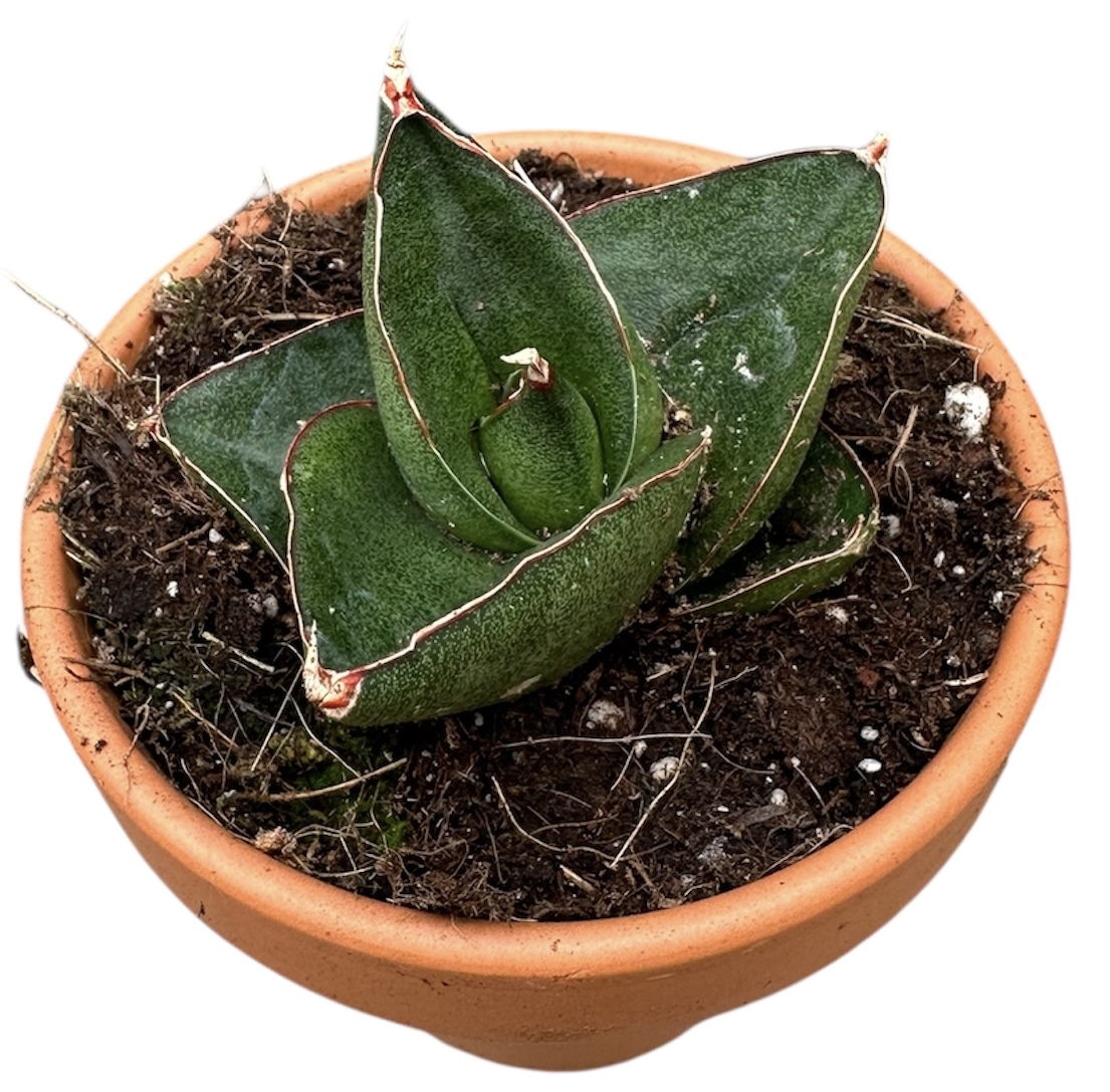 Горшечные цветы и растения оптом Sansevieria Opera House от 1шт (для телеги) из Голландии с доставкой по России