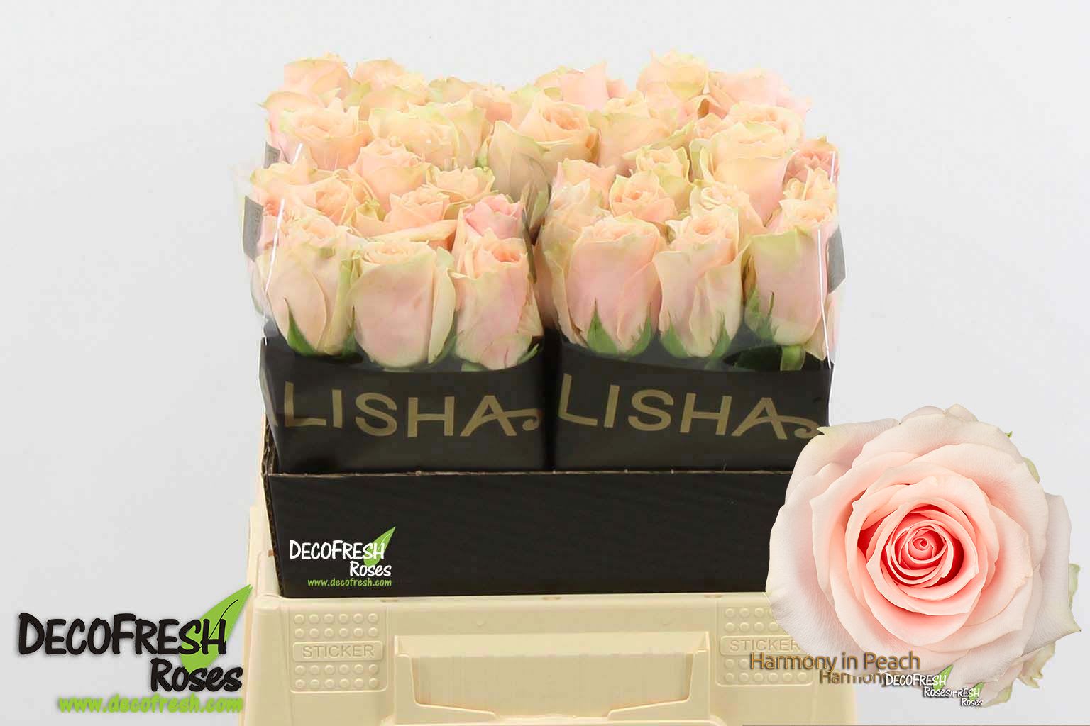 Срезанные цветы оптом Rosa large harmony in peach от 40шт. из Голландии с доставкой по России