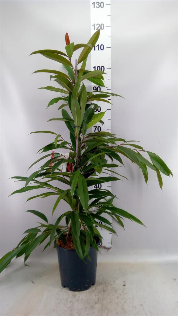 Горшечные цветы и растения оптом Ficus Bin Amstel King от 1шт из Голландии с доставкой по России