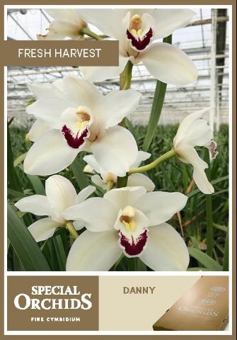 Срезанные цветы оптом Cymbidium white danny green от 9шт. из Голландии с доставкой по России