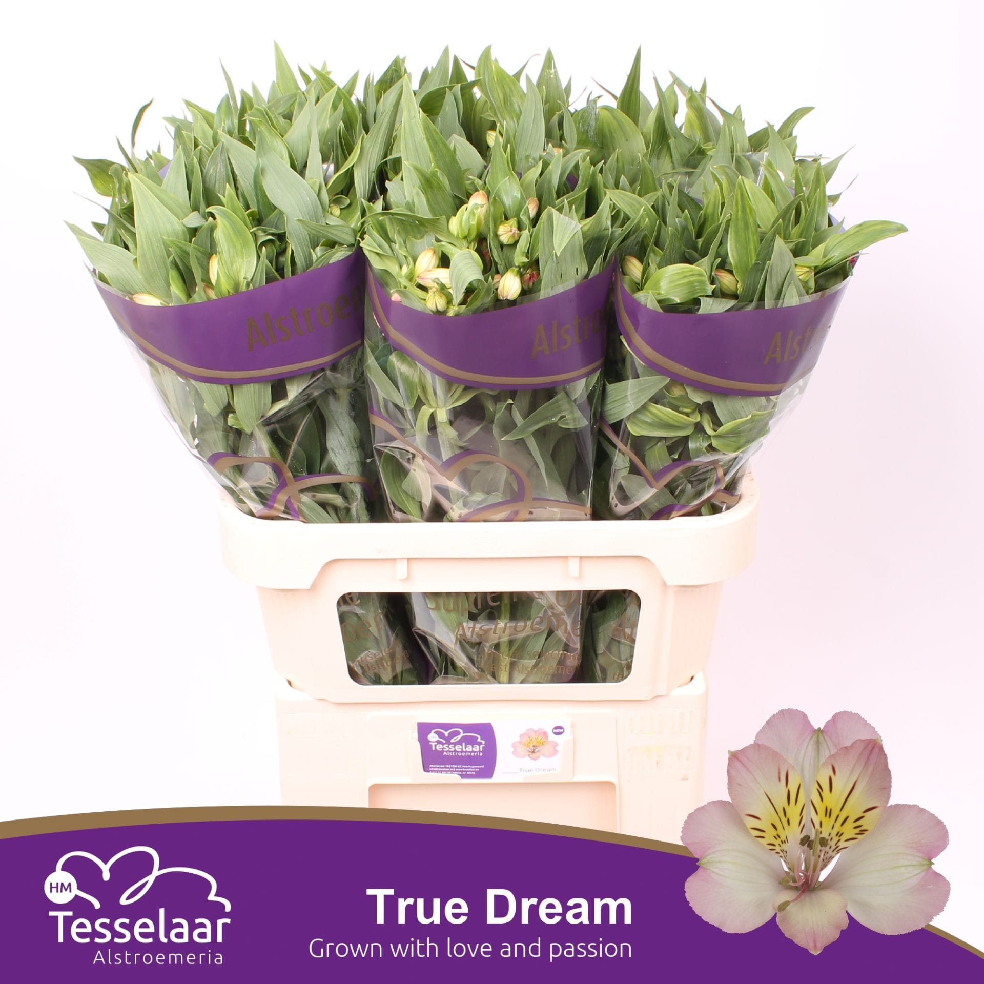 Срезанные цветы оптом Alstroemeria true dream от 60шт из Голландии с доставкой по России
