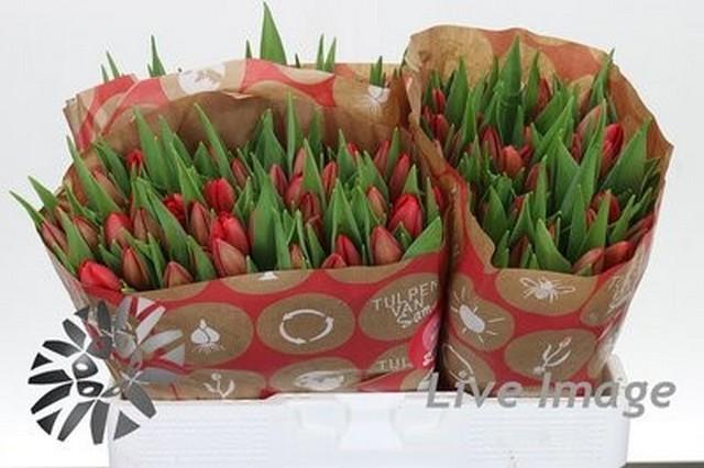 Срезанные цветы оптом Tulipa si rescue от 150шт из Голландии с доставкой по России