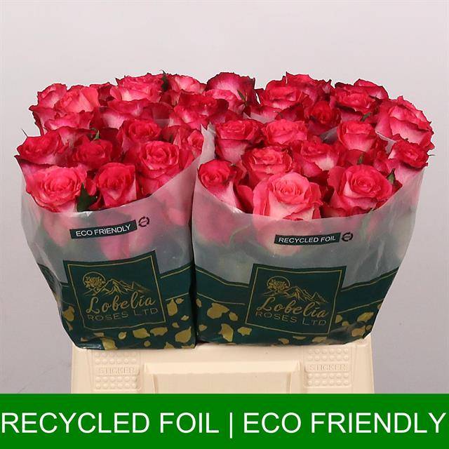 Срезанные цветы оптом Rosa large nicoletta от 40шт из Голландии с доставкой по России