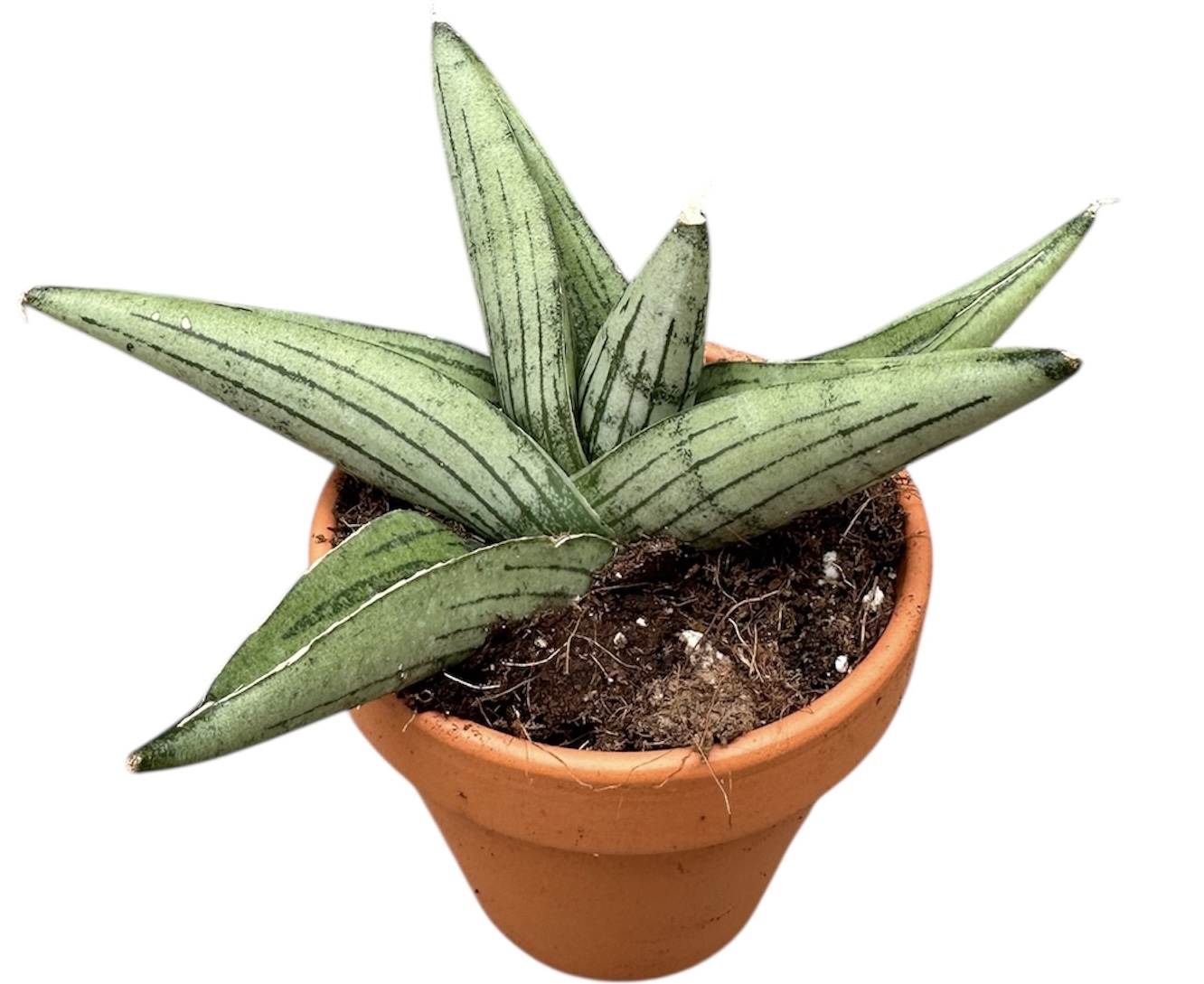 Горшечные цветы и растения оптом Sansevieria Rookie от 1шт (для телеги) из Голландии с доставкой по России