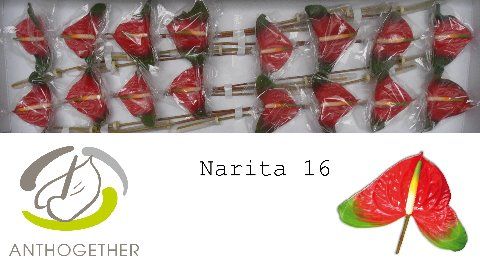 Срезанные цветы оптом Anthurium narita от 16шт из Голландии с доставкой по России