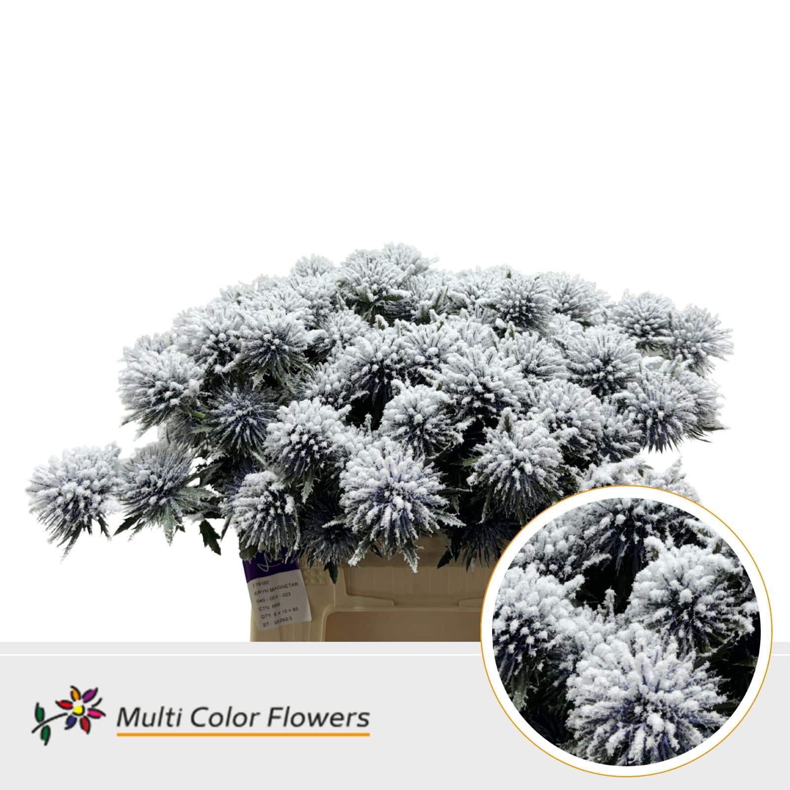 Срезанные цветы оптом Eryngium paint snowed от 60шт из Голландии с доставкой по России