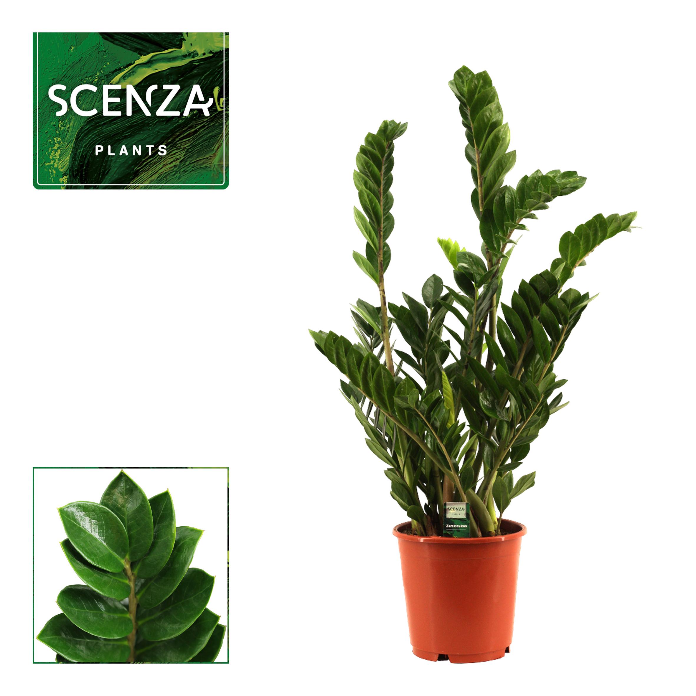 Горшечные цветы и растения оптом Zamioculcas 8+ от 1шт из Голландии с доставкой по России
