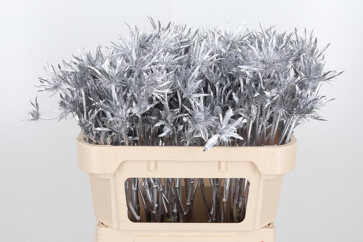 Срезанные цветы оптом Eryngium orion paint silver от 50шт из Голландии с доставкой по России