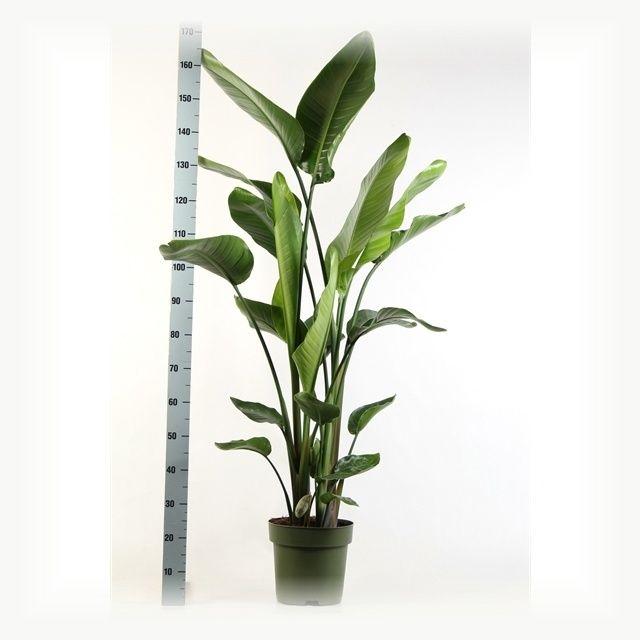 Горшечные цветы и растения оптом Strelitzia Nicolai от 1шт из Голландии с доставкой по России