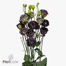 Срезанные цветы оптом Lisianthus do rosanne black pearl от 60шт. из Голландии с доставкой по России