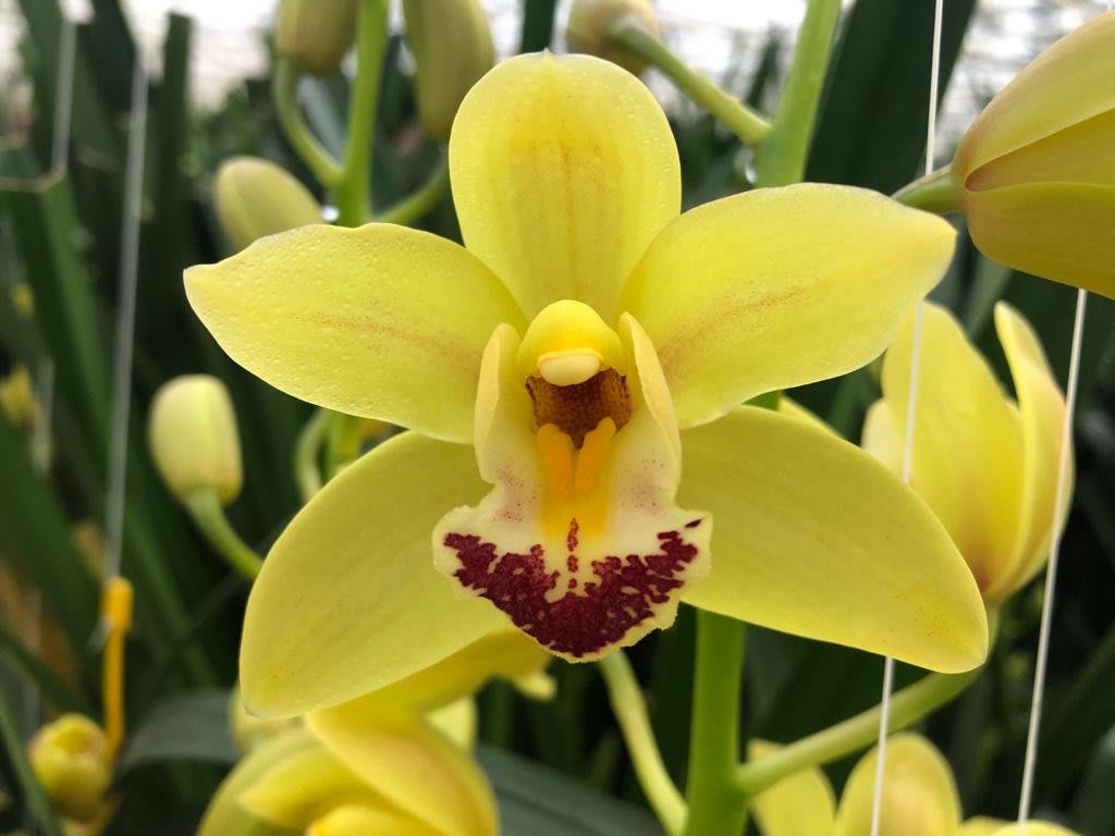 Срезанные цветы оптом Minicymbidium mary del rey от 12шт из Голландии с доставкой по России