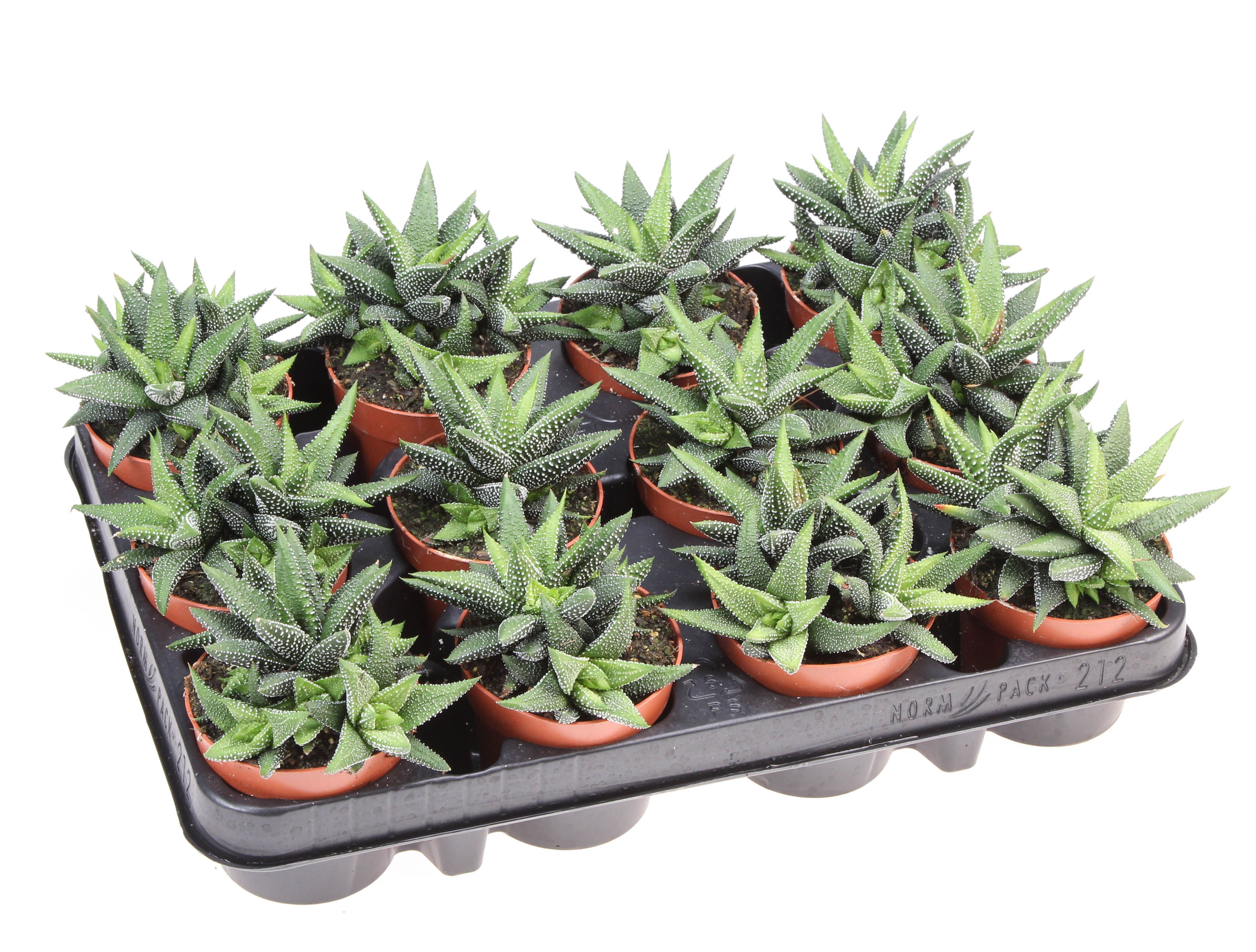 Горшечные цветы и растения оптом Haworthia Enon от 12шт (для телеги) из Голландии с доставкой по России