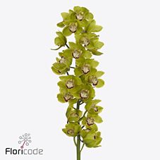 Срезанные цветы оптом Cymbidium green unique senna от 8шт. из Голландии с доставкой по России