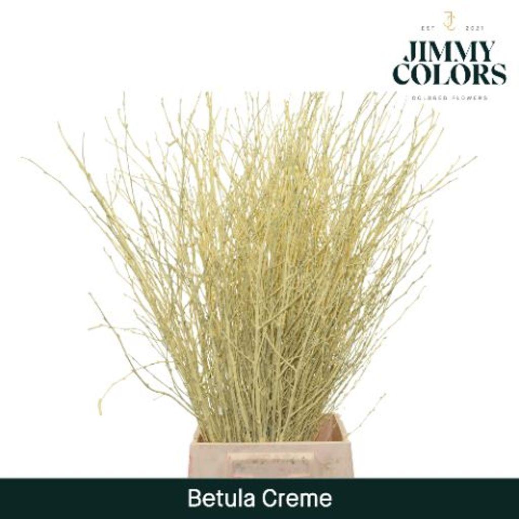 Срезанные цветы оптом Betula paint cream от 10шт.. из Голландии с доставкой по России