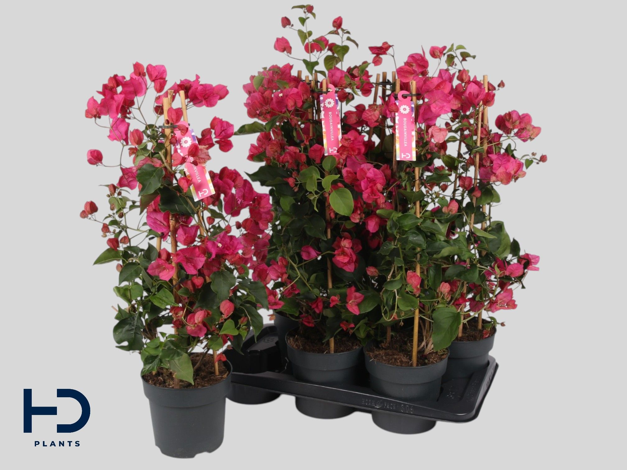 Горшечные цветы и растения оптом Bougainv Ov от 6шт из Голландии с доставкой по России