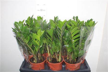 Горшечные цветы и растения оптом Zamio Zamiifolia 5+ от 7шт из Голландии с доставкой по России