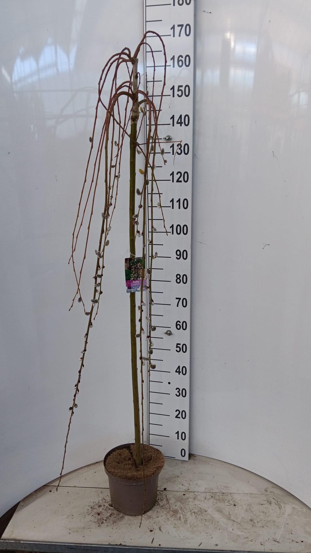 Горшечные цветы и растения оптом Salix Cap Kilmarnock от 1шт из Голландии с доставкой по России