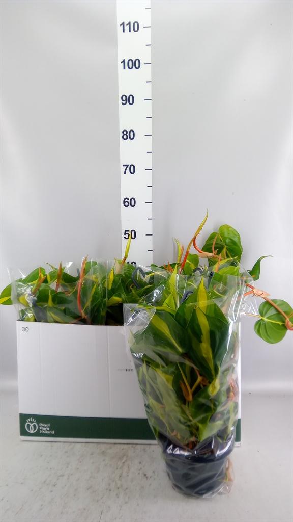 Горшечные цветы и растения оптом Philodendron Scand. brasil от 6шт из Голландии с доставкой по России