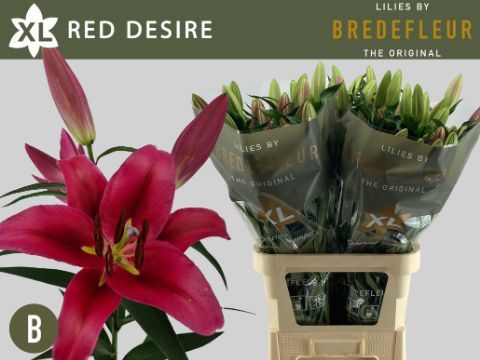 Срезанные цветы оптом Lilium or red desire от 30шт из Голландии с доставкой по России