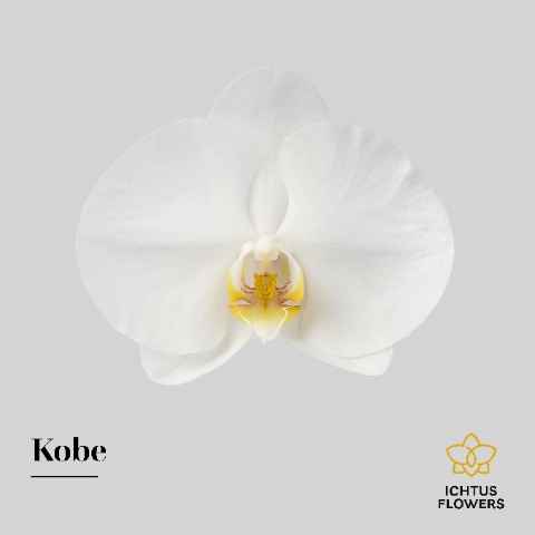 Срезанные цветы оптом Phalaenopsis kobe (per flower) от 25шт из Голландии с доставкой по России