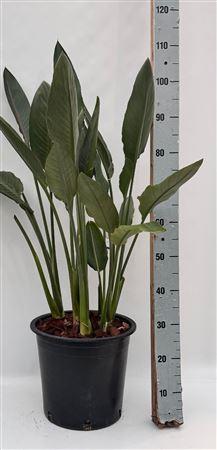 Горшечные цветы и растения оптом Strelitzia Regin Bl 2 Bloemen+ от 1шт из Голландии с доставкой по России