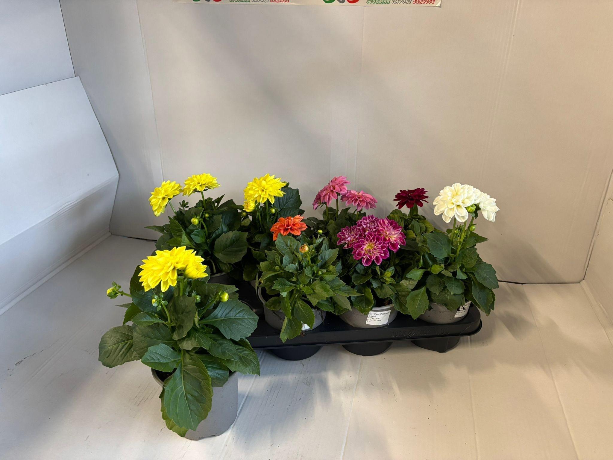 Горшечные цветы и растения оптом Dahlia Gem от 8шт из Голландии с доставкой по России