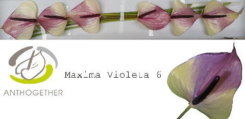 Срезанные цветы оптом Anthurium maxima violeta от 6шт из Голландии с доставкой по России