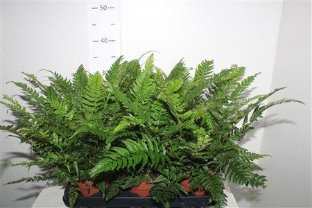 Горшечные цветы и растения оптом Polystichum Tsussime Outdoor от 6шт из Голландии с доставкой по России