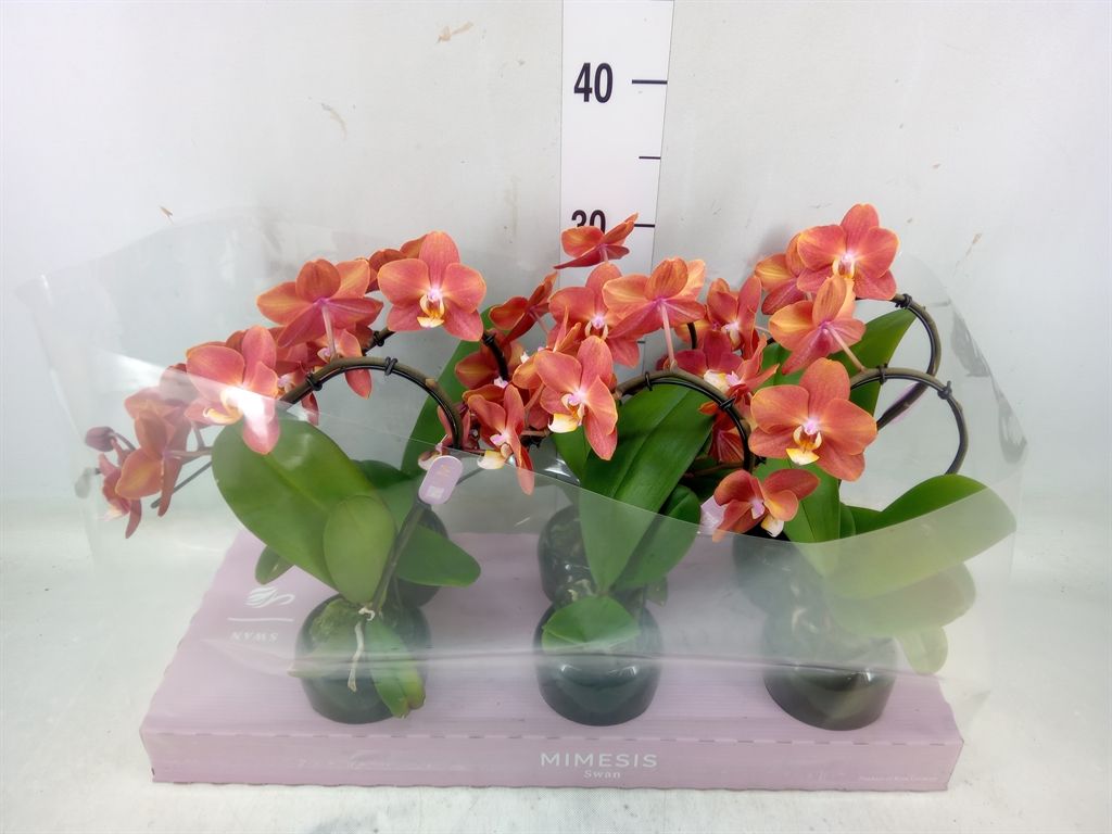 Горшечные цветы и растения оптом Phalaenopsis   ...orange от 6шт из Голландии с доставкой по России