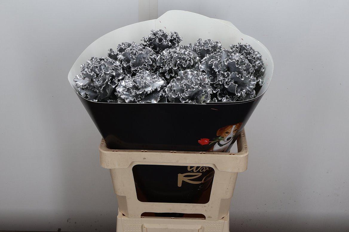 Срезанные цветы оптом Brassica wax fringed silver от 10шт из Голландии с доставкой по России