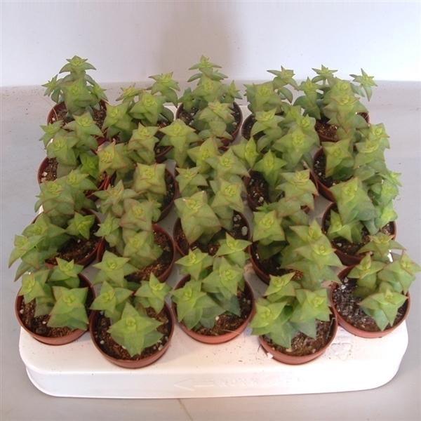 Горшечные цветы и растения оптом Crassula Perforata от 20шт (для телеги) из Голландии с доставкой по России