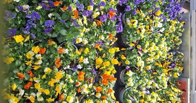 Горшечные цветы и растения оптом Vio Tricolor от 10шт из Голландии с доставкой по России Горшечные цветы и растения оптом Vio Tricolor от 10шт из Голландии с доставкой по России