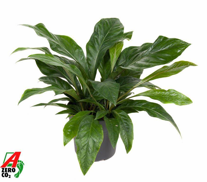 Горшечные цветы и растения оптом Anthurium Jungle Bush 3pp от 1шт из Голландии с доставкой по России