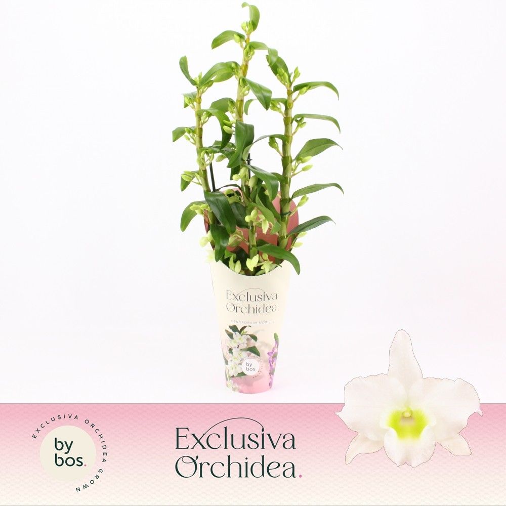 Горшечные цветы и растения оптом Dendr Nob 3st Apollon Potcover Exclusiva Orchidea от 6шт из Голландии с доставкой по России